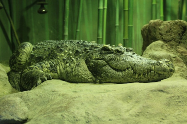 В аэропорту Казани таможенные службы изъяли чучела крокодилов исчезающего вида